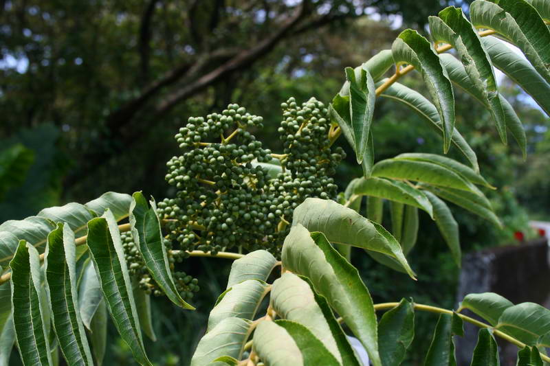  p>食茱萸为 a href="#">芸香科 /a> a href="#">落叶乔木 /a>,具有