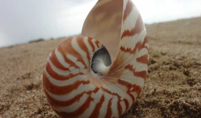 鹦鹉螺属(nautilus)及异鹦鹉螺属( i>allonautilus /i>)