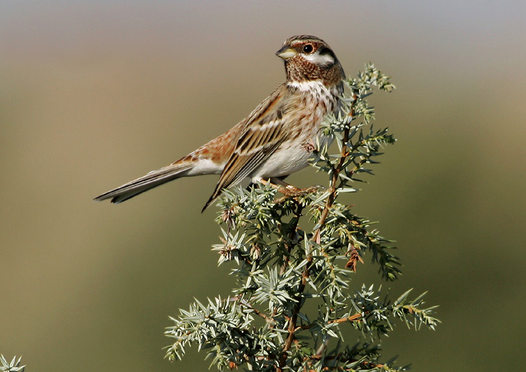  p>白头鹀(学名: i>emberiza leucocephalos /i>):体重20-43克,体长
