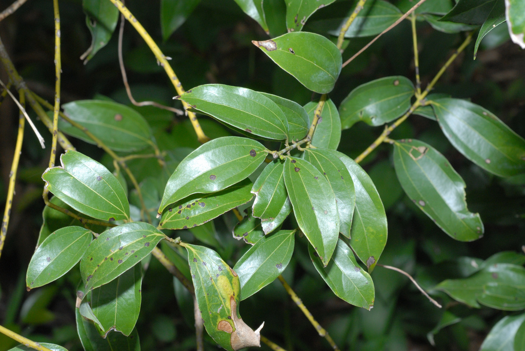  p>肉桂(拉丁学名: i>cinnamomum cassia /i> i>  /i>presl)是樟科,樟