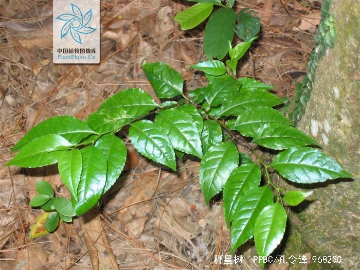 p>秤星树(拉丁学名: i>ilex asprella  /i>(hook. et arn.) champ.
