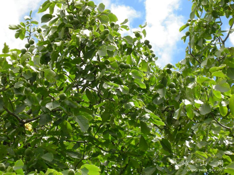 data-lemmaid="744471">玉溪市 /a>下辖县,旧名嶍峨,有"临郡岩邑,省会