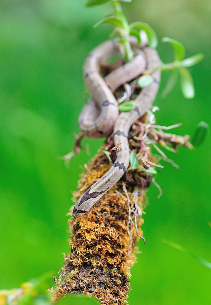  p>中国小头蛇(拉丁名 i>oligodon chinensis /i>),俗称秤杆蛇,游蛇科