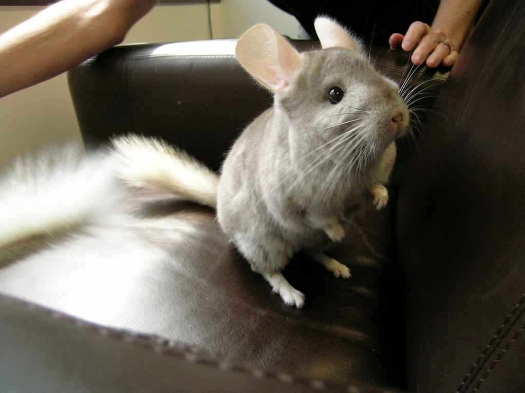  p> a target="_blank" href="/item/毛丝鼠/3032766" data-lemmaid="