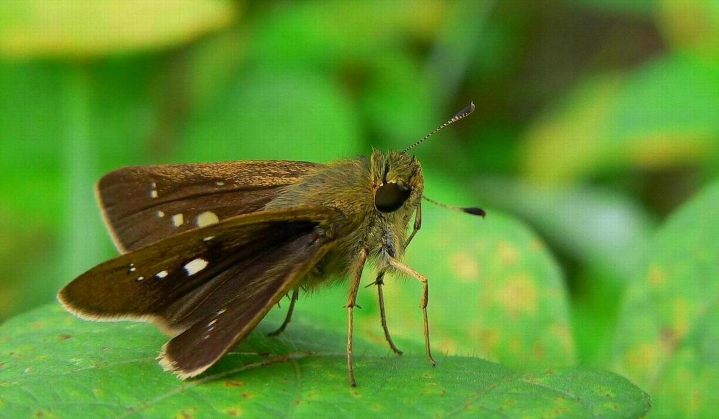  p>昆虫名,为鳞翅目,弄蝶科.体长14～16 mm.