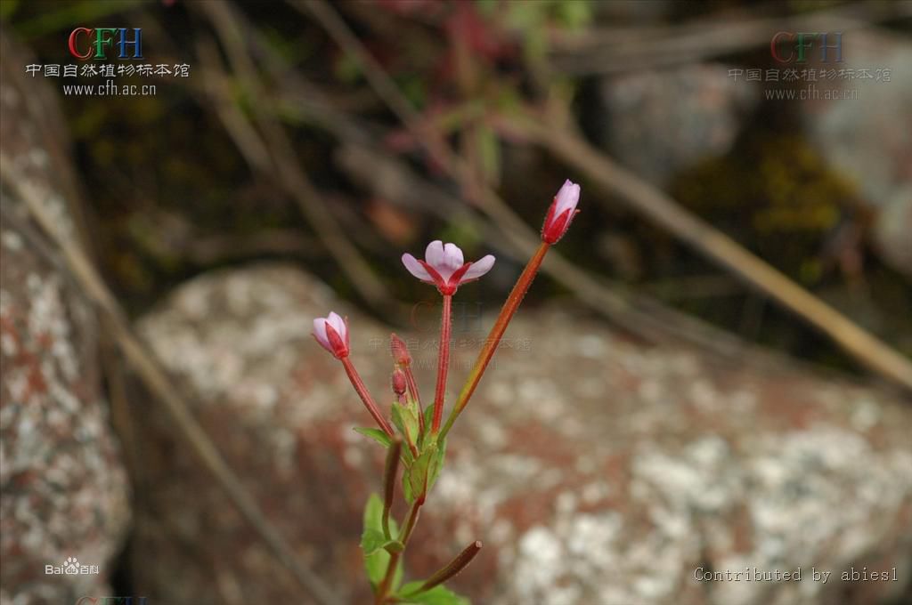 毛脉柳叶菜(原亚种)