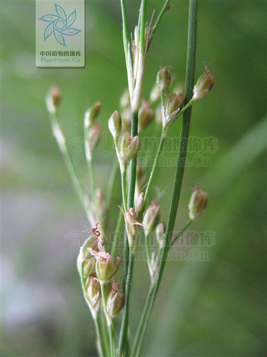  p>扁茎灯心草为 a href="#" data-lemmaid="14075437">扁茎组 /a>