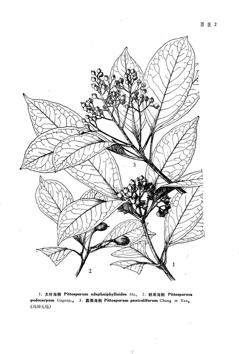 pittosporum podocarpum