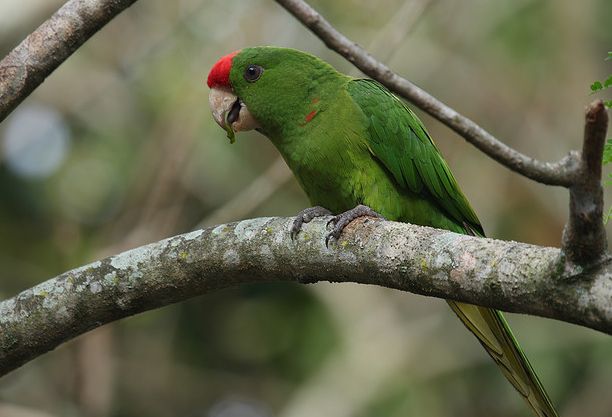  p>红顶锥尾鹦鹉(学名:aratinga wagleri)是典型的 a href="#" data