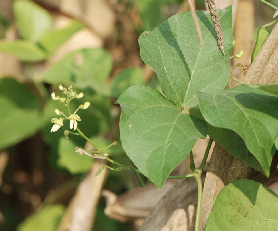 phaseolus lunatus l.