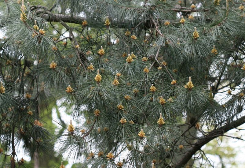  p>油松(学名: i>pinus tabuliformis /i> carr.