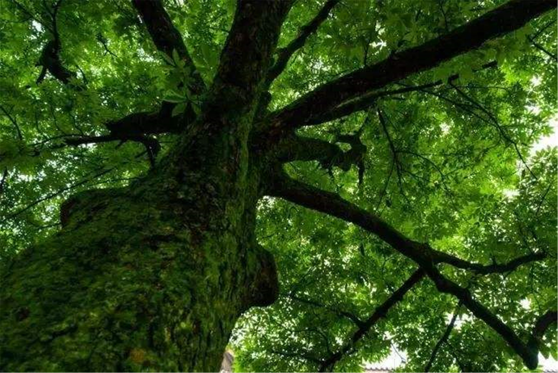  p>天目铁木(学名:ostrya rehderiana)又名:小叶穗子榆,芮氏铁木,浙西