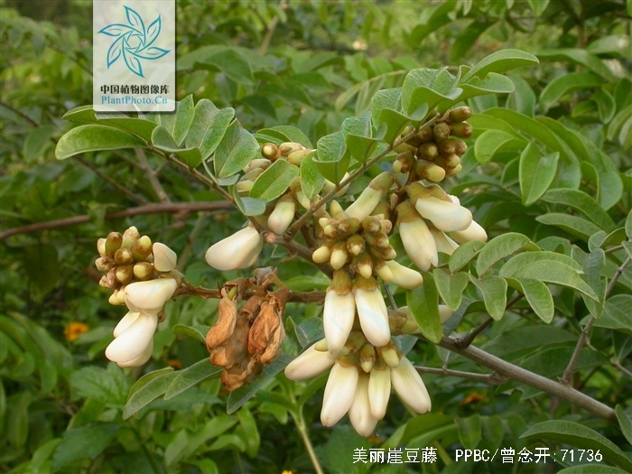 美丽崖豆藤