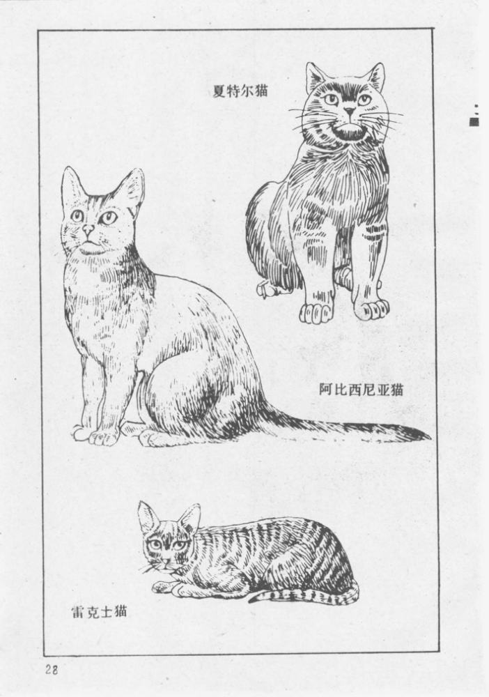 家猫_百度百科