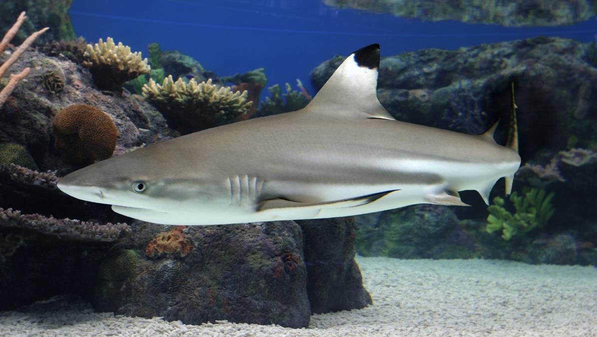  p>乌翅真鲨(学名: i>carcharhinus melanopterus /i>)是真鲨科,真鲨