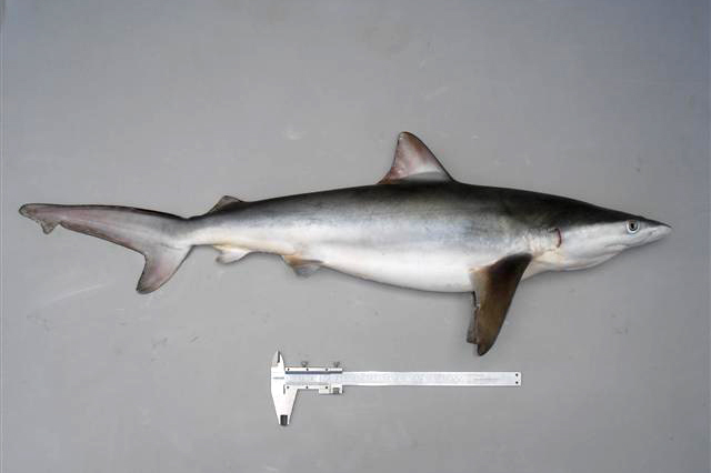  p>短尾真鲨(学名: i>carcharhinus brachyurus /i>)为真鲨科,真鲨属