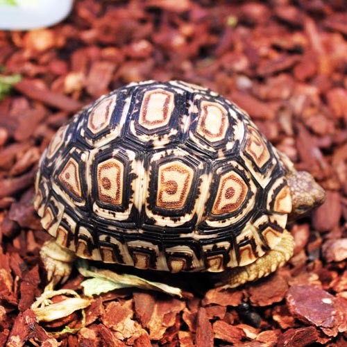 纳米比亚豹纹陆龟