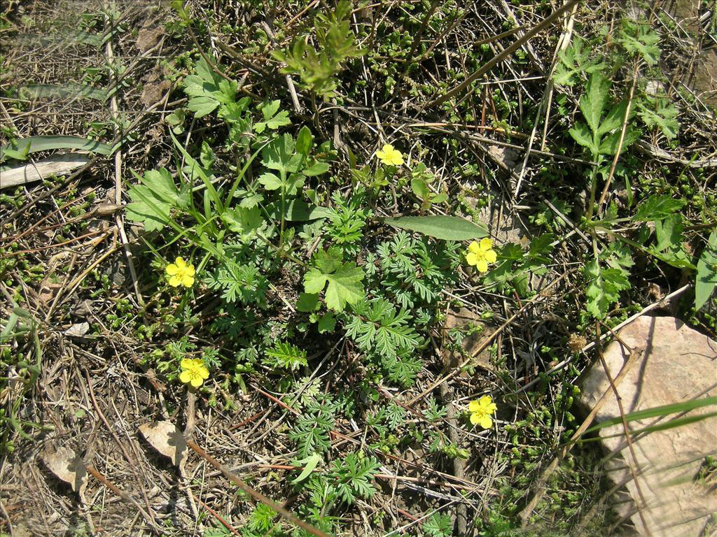  p>多茎委陵菜(学名: i>potentilla multicaulis /i> bge.