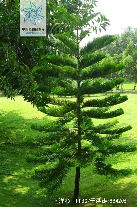  p>南洋杉(拉丁学名: i>araucaria cunninghamii /i> sweet),是 a