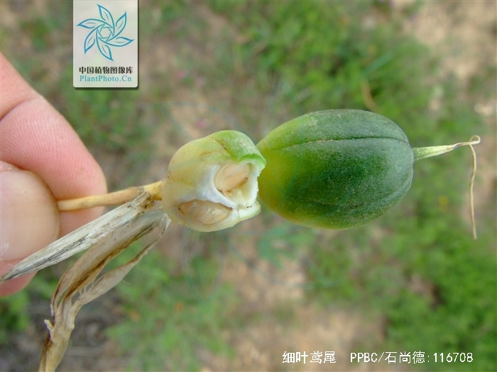  p>细叶鸢尾(学名: i>iris tenuifolia  /i> pall.