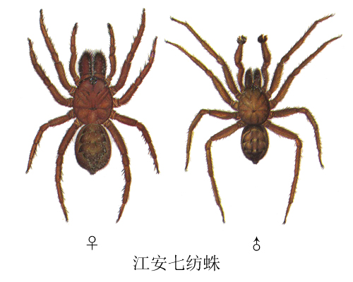 heptathela jianganensis chen et al