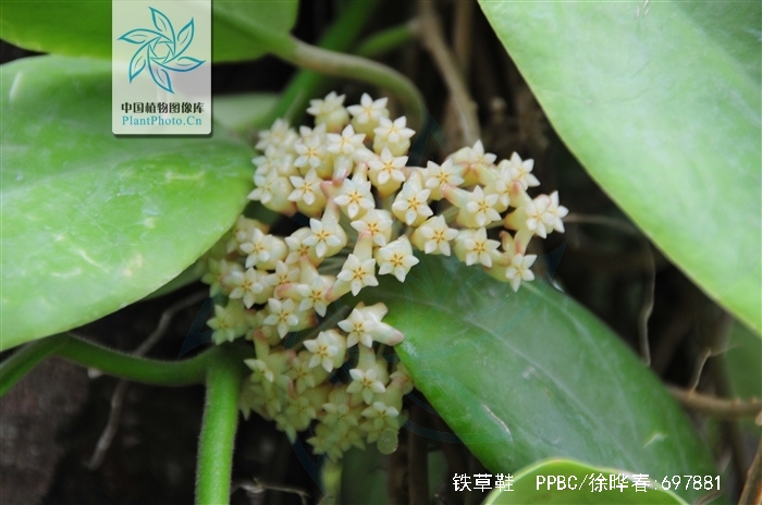 铁草鞋