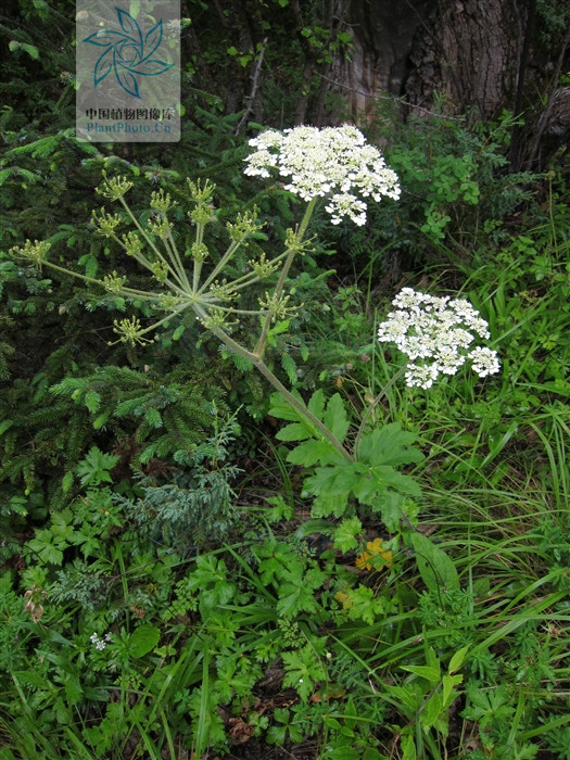 亮独活 /b>(学名: i>heracleum candicans /i>)是伞形科独活属的植物