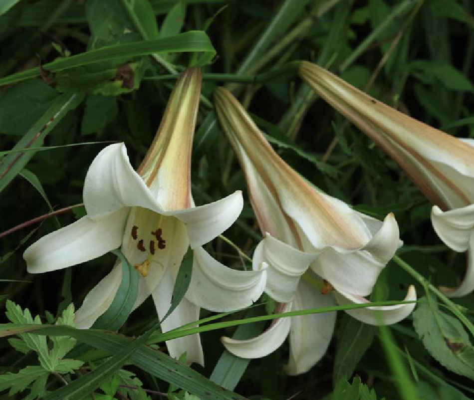 宜昌百合鳞茎近球形,高3.5-4厘米,直径约3厘米;鳞片披针形,长3.