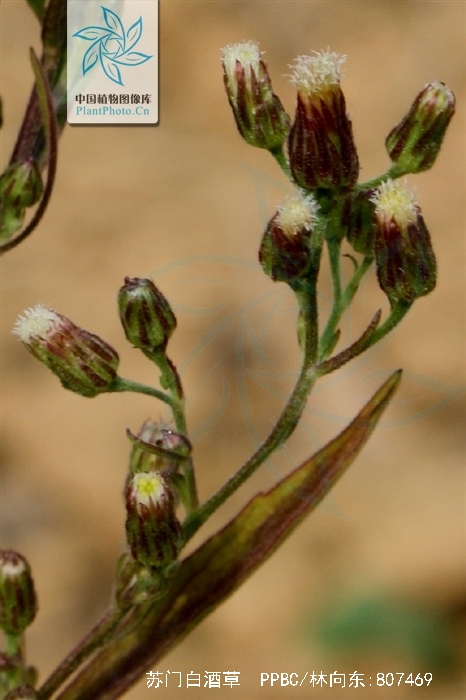  p>苏门白酒草(学名: i>conyza sumatrensis /i> (retz.