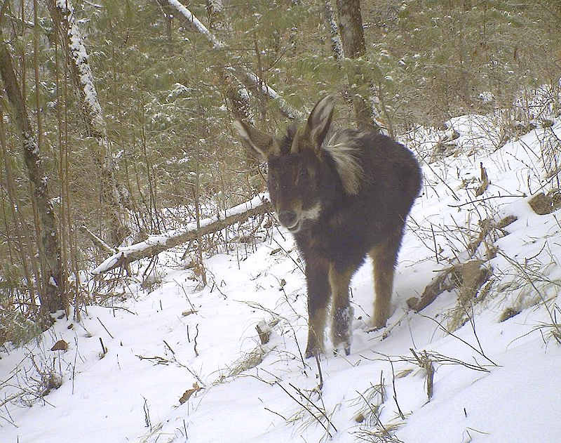 鬣羚-出没于悬崖峭壁间的食草动物