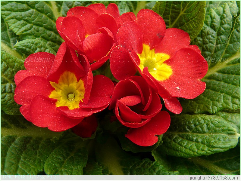  p>大理报春(学名:primula taliensis forrest)是报春花科报春花属