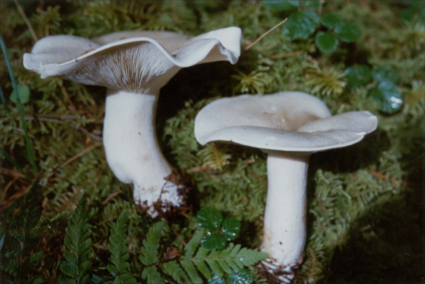  p>淡白口蘑,夏初生于林中腐烂的树根上,可食用,菌肉脆,味鲜.