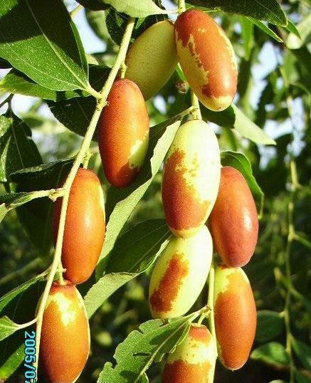  p>北京马牙枣又称 a target="_blank" href="/item/子弹头枣/2628931