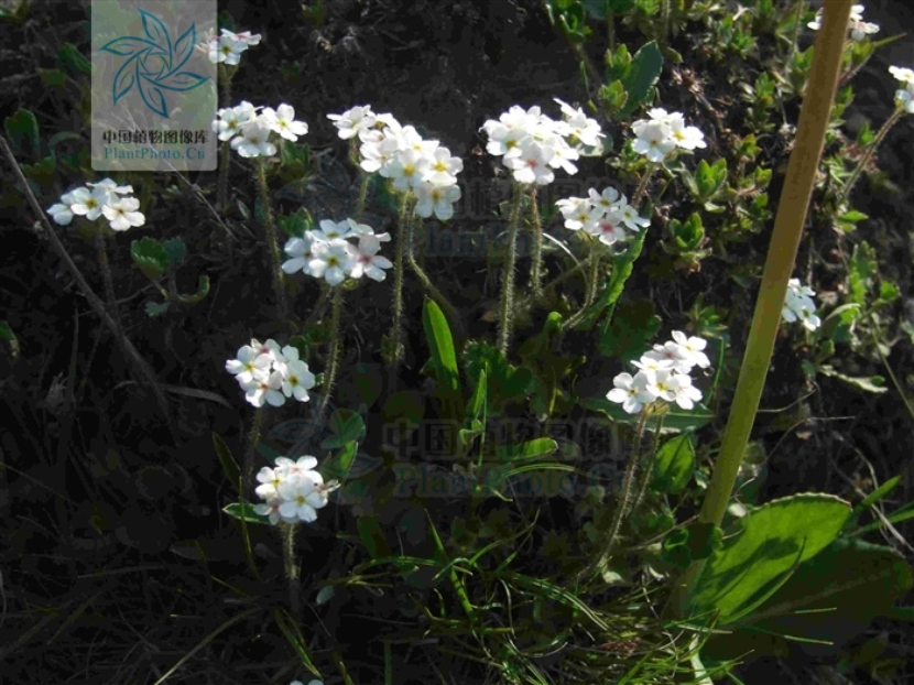  p>梵净山点地梅(学名: i>androsace medifissa /i> chen et y. c.