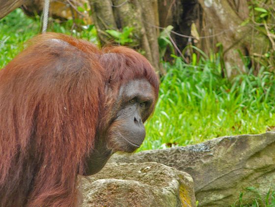  i>pongo abelii /i>):是 a target="_blank" href="/item/苏门答腊岛