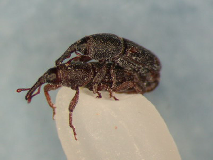  p>米象,俗称蛘子,归属 a href="#">鞘翅目 /a>象虫科,是贮藏 a href=