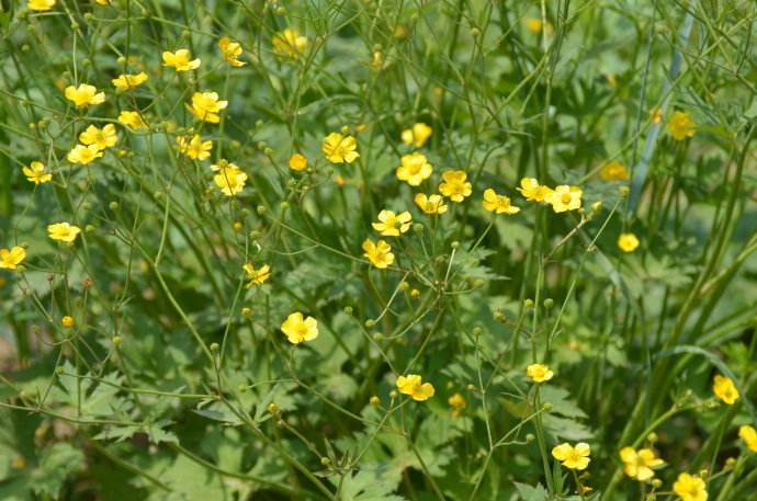  p>黄毛茛(学名:ranunculus laetus wall.