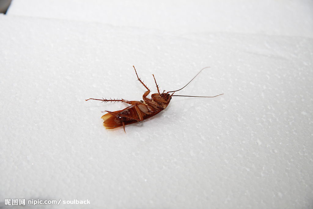  p>美洲蟑螂(american cockroach, periplaneta americana), a target