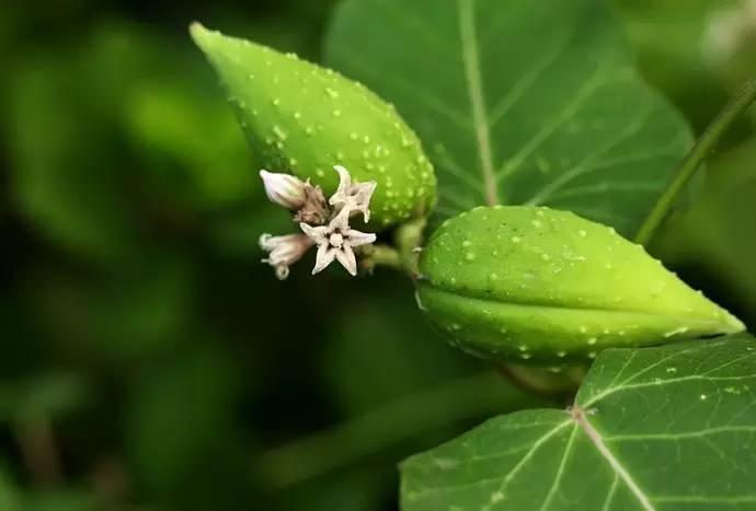 《诗经》中的芄兰，原来是我们乡下一种喂猪的野菜_百科TA说