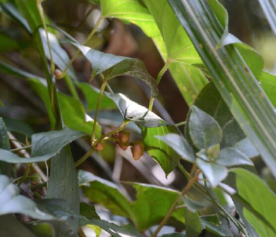  p>三角叶薯蓣(学名: i>dioscorea deltoide /i>a wall.