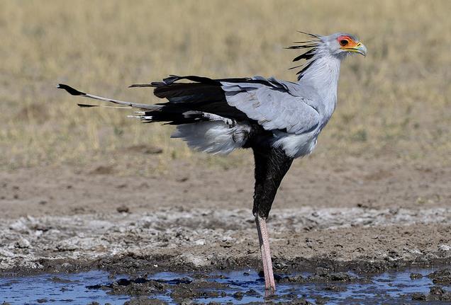  p>蛇鹫[shé, jiù],学名: i>sagittarius serpentarius  /i>(j. f.