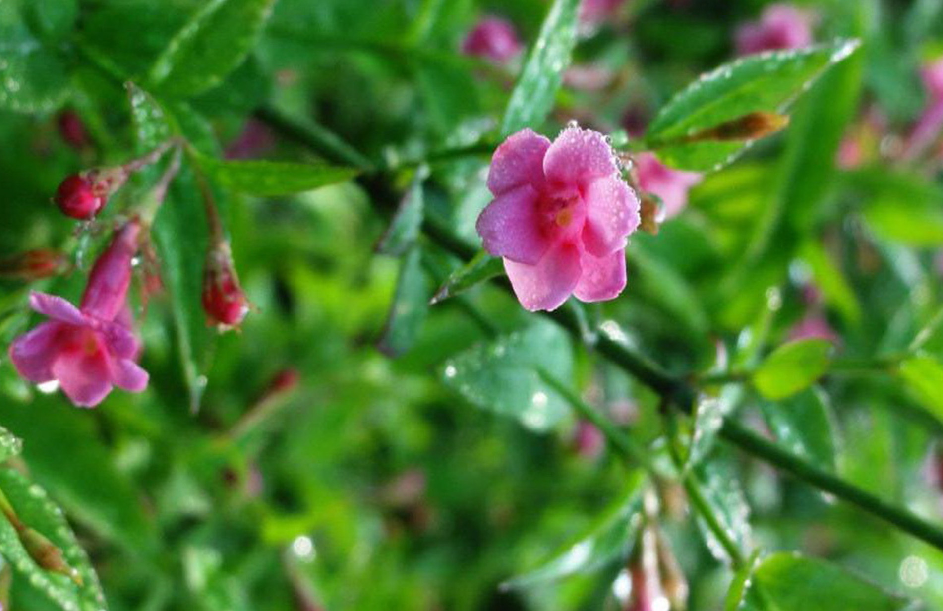  p>红素馨(学名: i>jasminum beesianum  /i>forrest et diels)是木犀