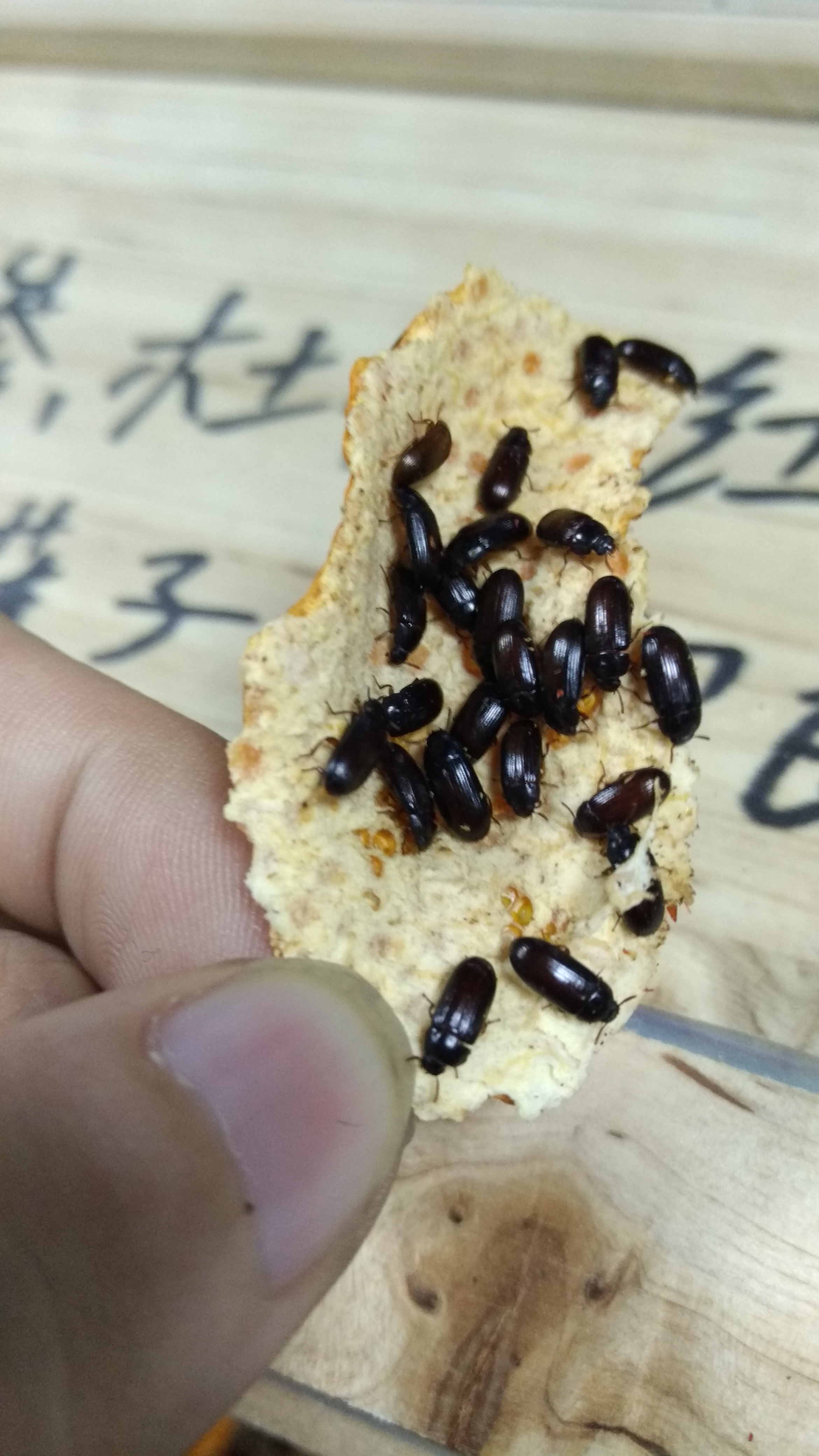 九龙虫