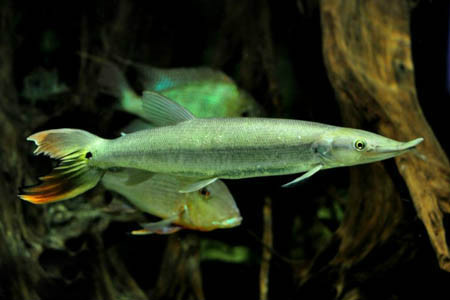 长吻鲍氏脂鲤(boulengerella cuvieri)又称委内瑞拉巨型火箭,为脂鲤目