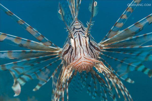  p>蓑鲉(学名: i>pterois volitans /i>)是鲉科,蓑鲉属硬骨鱼.