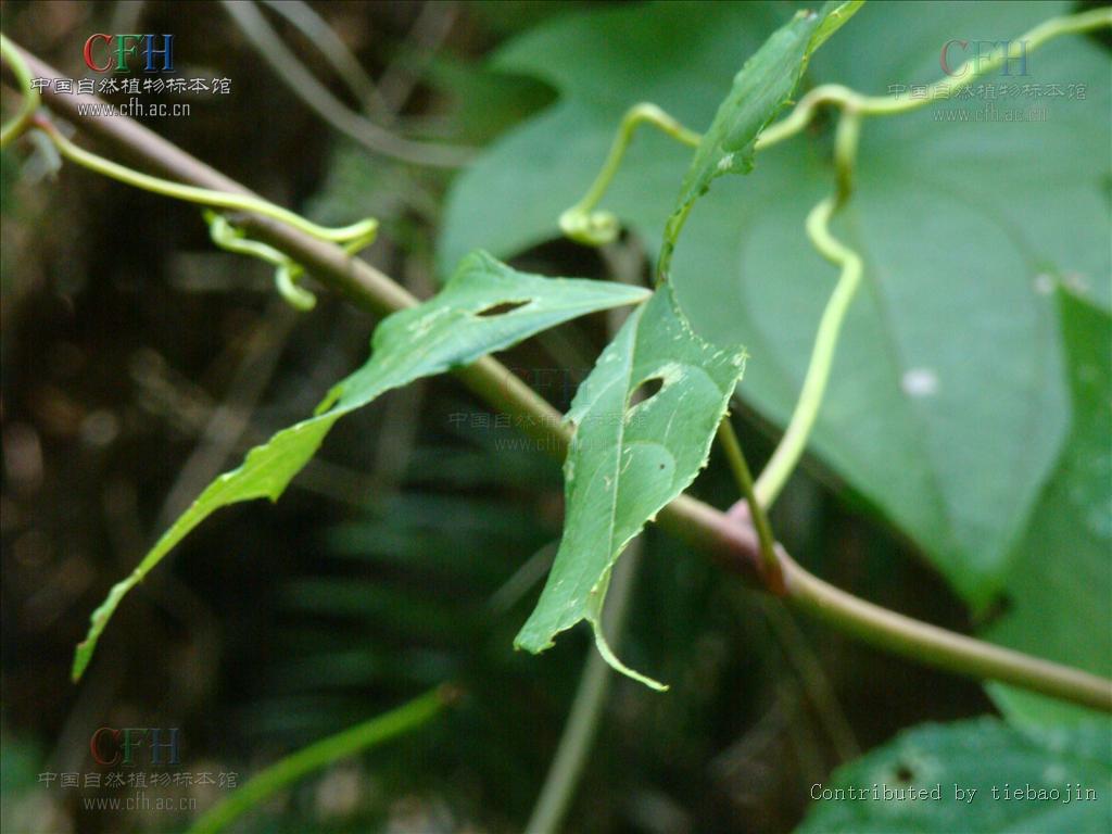  p>五叶莓,蔷薇科植物属植物,主要分布在山坡或湿地. /p>