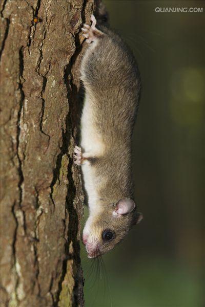 muscardinus avellanarius