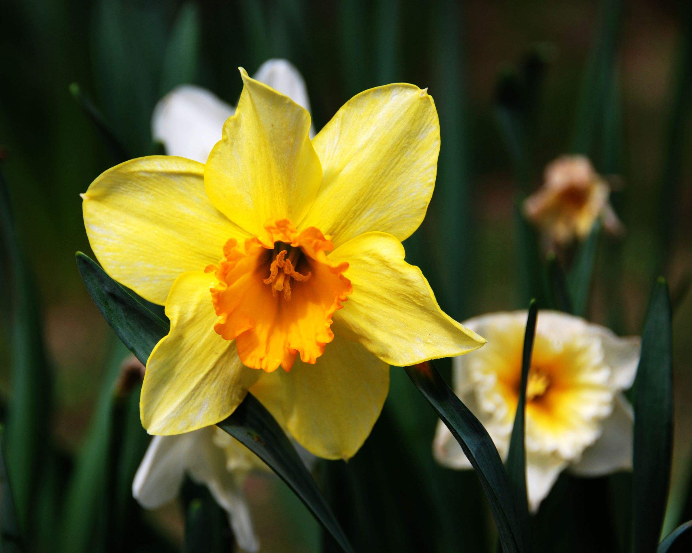  p data-id="tboy0vd27r2r">小花荵,是花荵科花荵属多年生草本植物.