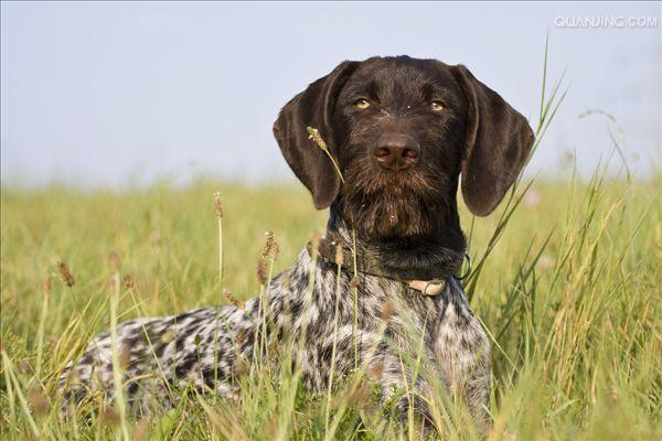  p>沙克犬,又称猎羚犬或拉伯狩猎犬或波斯灵提或者沙路奇猎犬.