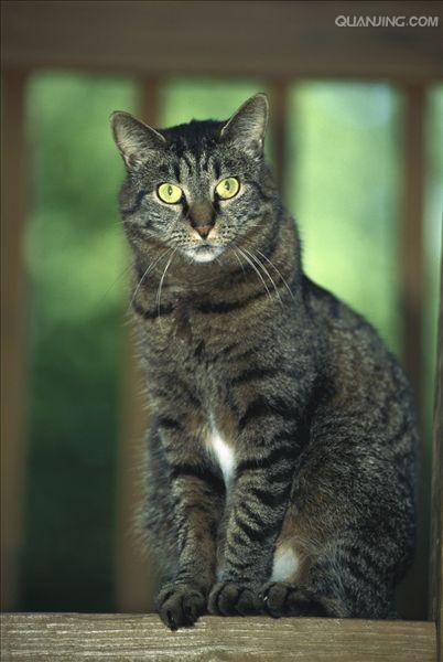  p>家猫(学名: i>felis catus /i>)俗称猫咪